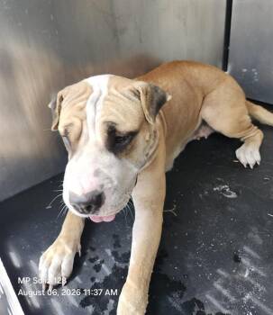 GELLY -  American Staffordshire Terrier Dog for Adoption in San Antonio, Texas - GELLY | PetCurious