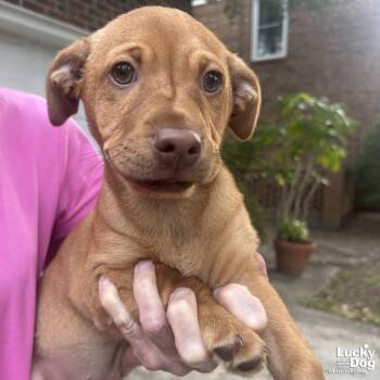 Beagle and Dachshund Dogs Available for Adoption in Washington, District Of Columbia - Chanel | PetCurious