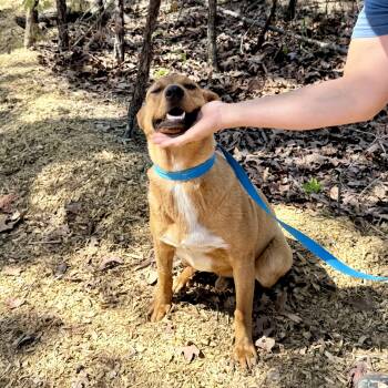 Royal -  Feist Dog for Adoption in Queen City, Texas - Royal | PetCurious