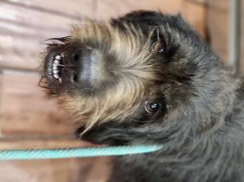 Rescue Labradoodle and Aussiedoodle Dogs for Adoption in Shiloh, Illinois - Albert Springfield | PetCurious