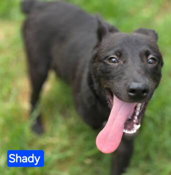 Shady (5mo PUPPY) -  German Shepherd Dog Dog for Adoption in Greeneville, Tennessee - Shady (5mo PUPPY) | PetCurious