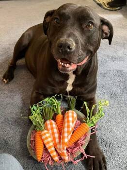 Rescue Pit Bull Terrier and American Staffordshire Terrier Dogs for Adoption in Caldwell, New Jersey - Chyna - | PetCurious