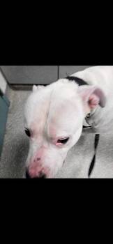 Pit Bull Terrier Dogs Available for Adoption in Oakland, California - Dwayne | PetCurious