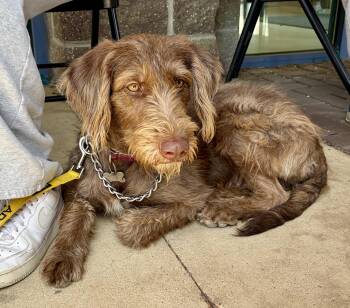 Labradoodle and German Wirehaired Pointer Dogs Available for Adoption in Trenton, New Jersey - Aurora | PetCurious