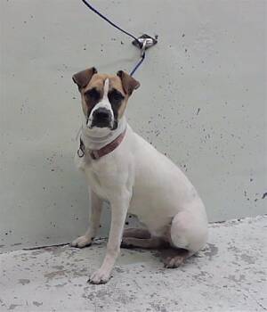 SKYE -  Staffordshire Bull Terrier and Mixed Breed Dog for Adoption in Houston, Texas - SKYE | PetCurious