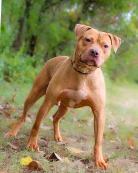 Rescue Pit Bull Terrier Dogs for Adoption in Bridgeport, Connecticut - Coolio | PetCurious