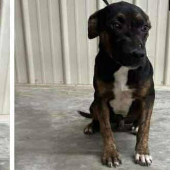 Rescue Mixed Breed Dogs for Adoption in Rockville, Maryland - Barley | PetCurious