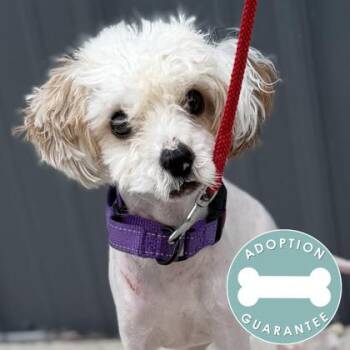 Timothy -  Mixed Breed Dog for Adoption in Janesville, Wisconsin - Timothy | PetCurious