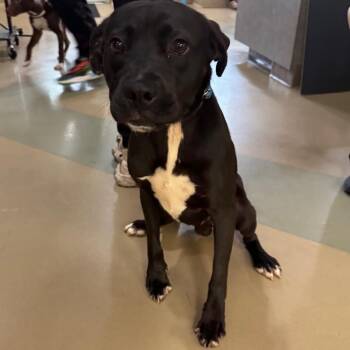 Bruno -  Mixed Breed Dog for Adoption in Winston-salem, North Carolina - Bruno | PetCurious