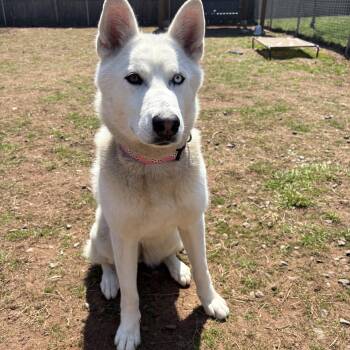 Husky Dogs Available for Adoption in North Haven, Connecticut - Twix | PetCurious