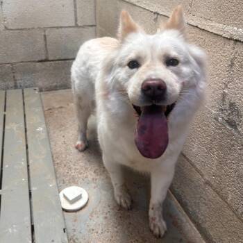 Custard -  Husky Dog for Adoption in Edinburg, Texas - Custard | PetCurious