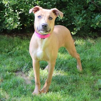 Popeye -  Mixed Breed Dog for Adoption in Port Washington, New York - Popeye | PetCurious