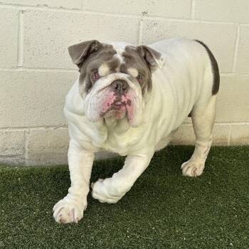 LOUIE 1488 -  English Bulldog Dog for Adoption in Loxahatchee Groves, Florida - LOUIE 1488 | PetCurious