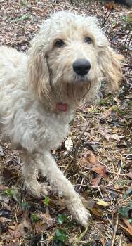Rescue Goldendoodle and Great Pyrenees Dogs for Adoption in Sequatchie, Tennessee - Flower | PetCurious