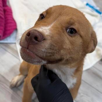 Mixed Breed Dogs Available for Adoption - Gimlet | PetCurious