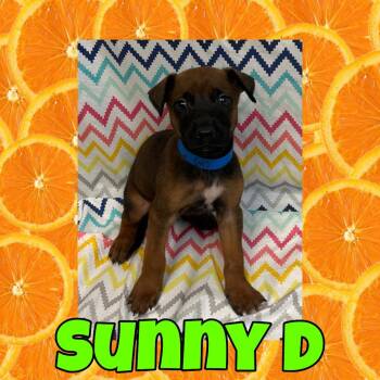 Sunny D -  Doberman Pinscher and Belgian Shepherd Malinois Dog for Adoption in Royse City, Texas - Sunny D | PetCurious