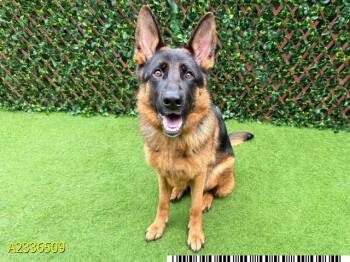 VERUCA -  Mixed Breed Dog for Adoption in West Palm Beach, Florida - VERUCA | PetCurious