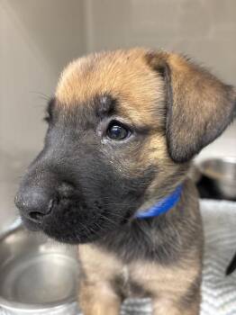 REMY -  German Shepherd Dog and Mixed Breed Dog for Adoption in Las Vegas, Nevada - REMY | PetCurious