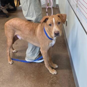 Clayton -  Labrador Retriever Dog for Adoption in Chattanooga, Tennessee - Clayton | PetCurious