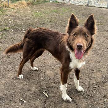 Border Collie Dogs Available for Adoption - Penny | PetCurious