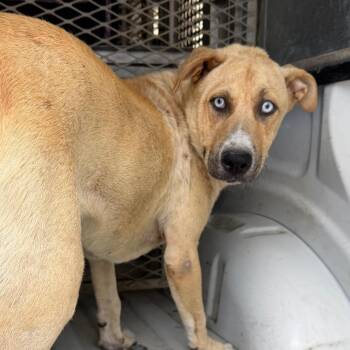 Frost -  Yellow Labrador Retriever and Mixed Breed Dog for Adoption in Edinburg, Texas - Frost | PetCurious