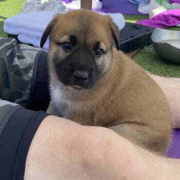 Rescue Shepherd and Terrier Dogs for Adoption in Escondido, California - Willow | PetCurious