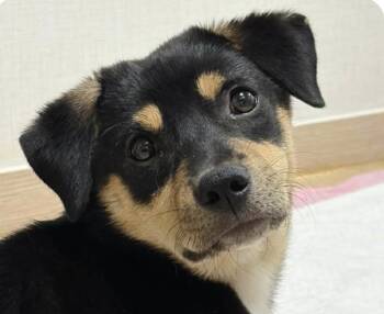 Dolly -  Jindo Dog for Adoption in San Ramon, California - Dolly | PetCurious