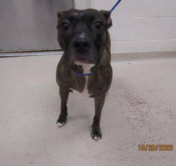(52) -  Pit Bull Terrier Dog for Adoption in Marietta, Georgia - (52) | PetCurious
