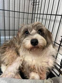 Klaus -  Miniature Schnauzer Dog for Adoption in Fair Play, Missouri - Klaus | PetCurious