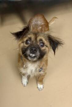 Porto -  Mixed Breed Dog for Adoption in Chamblee, Georgia - Porto | PetCurious