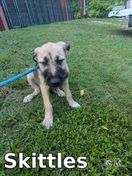 Skittles -  Pit Bull Terrier Dog for Adoption in Rocky Mount, North Carolina - Skittles | PetCurious