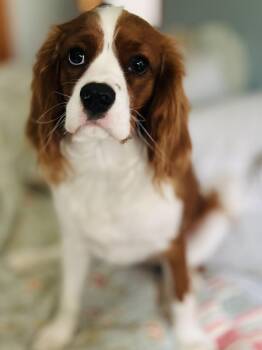 Cavalier King Charles Spaniel Dogs Available for Adoption in Lisbon, Iowa - Chief | PetCurious