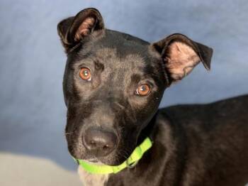 Roy -  Border Collie and Greyhound Dog Available for Adoption in Portland, Oregon - Roy | PetCurious