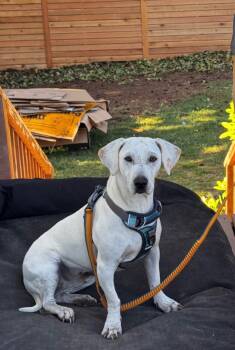 Genevieve -  Hound and Dachshund Dog for Adoption in Mico, Texas - Genevieve | PetCurious