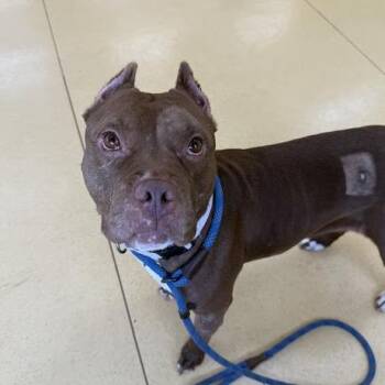 Pit Bull Terrier Dogs Available for Adoption in Roanoke, Virginia - Balencie | PetCurious