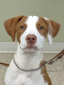 Trudy -  Pointer and Mixed Breed Dog for Adoption in Hastings, Nebraska - Trudy | PetCurious