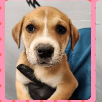 Labrador Retriever and Hound Dogs Available for Adoption in Tylertown, Mississippi - Jewel | PetCurious