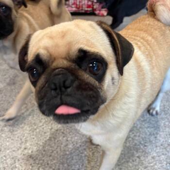 PollyPug *Arriving 6/27* D111564 -  Pug Dog for Adoption - PollyPug *Arriving 6/27* D111564 | PetCurious