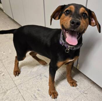 Doberman Pinscher Dogs Available for Adoption in Sandusky, Ohio - Holly | PetCurious