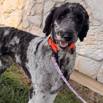 Kelsey -  Standard Poodle Dog for Adoption in Lee
