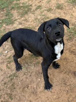 Rescue Labrador Retriever Dogs for Adoption - Miranda | PetCurious