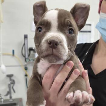 Mixed Breed Dogs Available for Adoption - Bailey | PetCurious