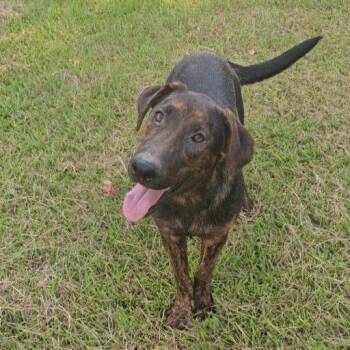 Ruger -  Mixed Breed Dog for Adoption in Allentown, Pennsylvania - Ruger | PetCurious