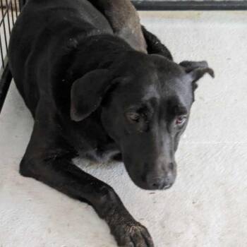 Casey aka Lucky (real name) 26-06-114 -  Mixed Breed Dog for Adoption in Bastrop, Texas - Casey Aka Lucky (real Name) 26-06-114 | PetCurious