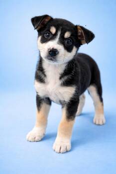Chowder -  Australian Shepherd Dog for Adoption in Kansas City, Missouri - Chowder | PetCurious