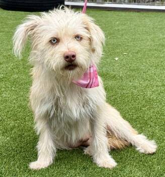 Rescue Terrier Dogs for Adoption in Hondo, Texas - Maple - Blue Eyed Beauty Terrier Mix | PetCurious