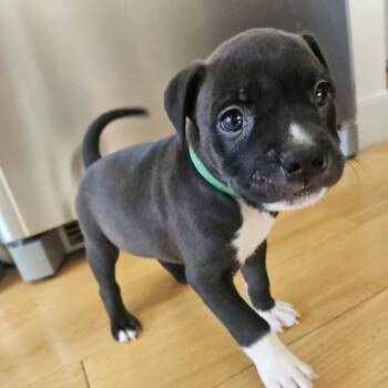 Rescue Retriever Dogs for Adoption in New York, New York - Sno Ball | PetCurious