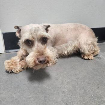Waltz -  Miniature Schnauzer Dog for Adoption in Normal, Illinois - Waltz | PetCurious