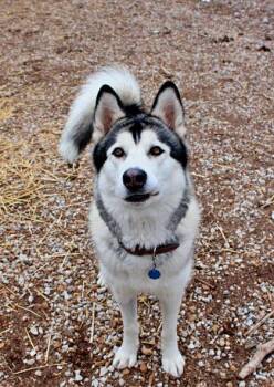 Siberian Husky and Mixed Breed Dogs Available for Adoption in Morton Grove, Illinois - Silver | PetCurious