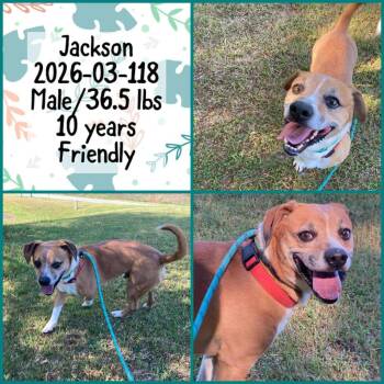 Terrier Dogs Available for Adoption in Winder, Georgia - 2026-03-118 *Jackson* | PetCurious